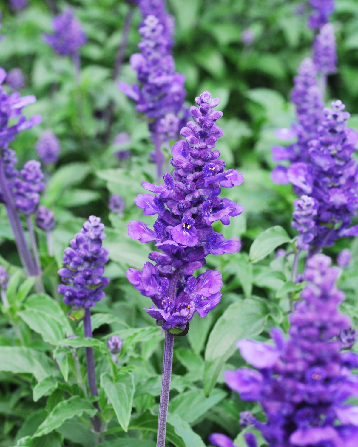 𝘚𝘢𝘭𝘷𝘪𝘢 𝘧𝘢𝘳𝘪𝘯𝘢𝘤𝘦𝘢 粉萼鼠尾草