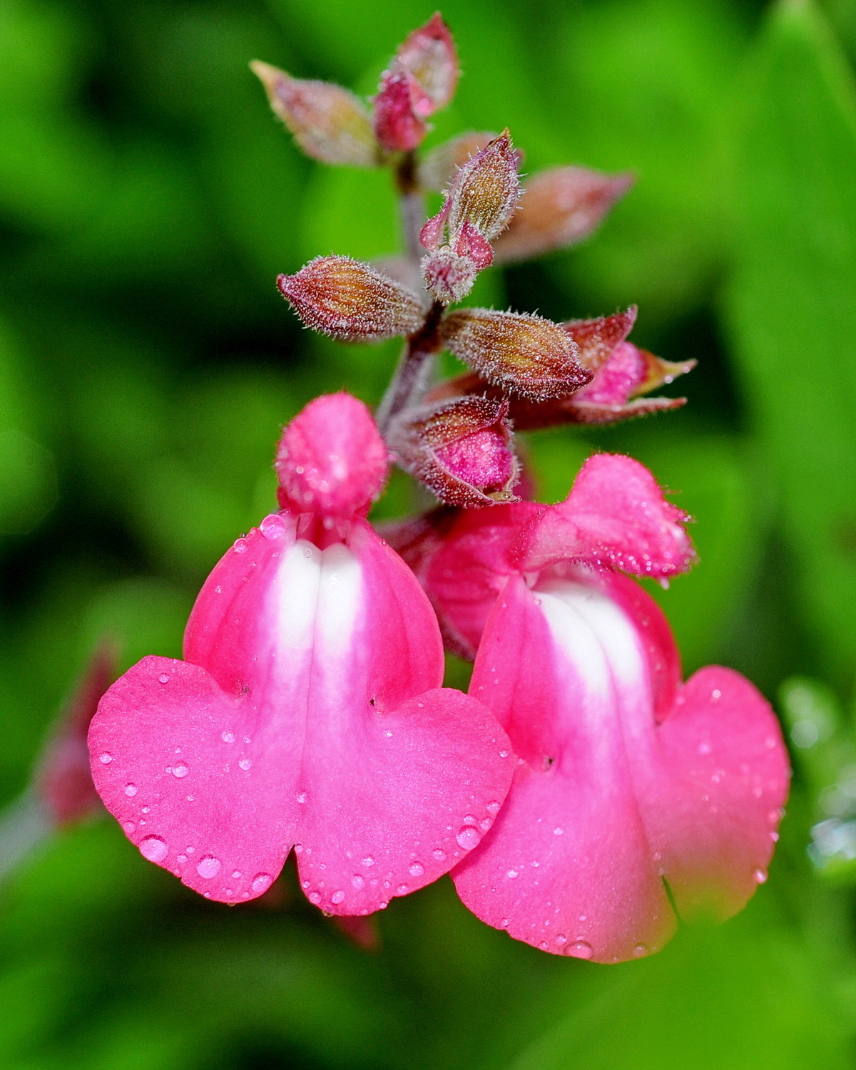 Salvia greggii