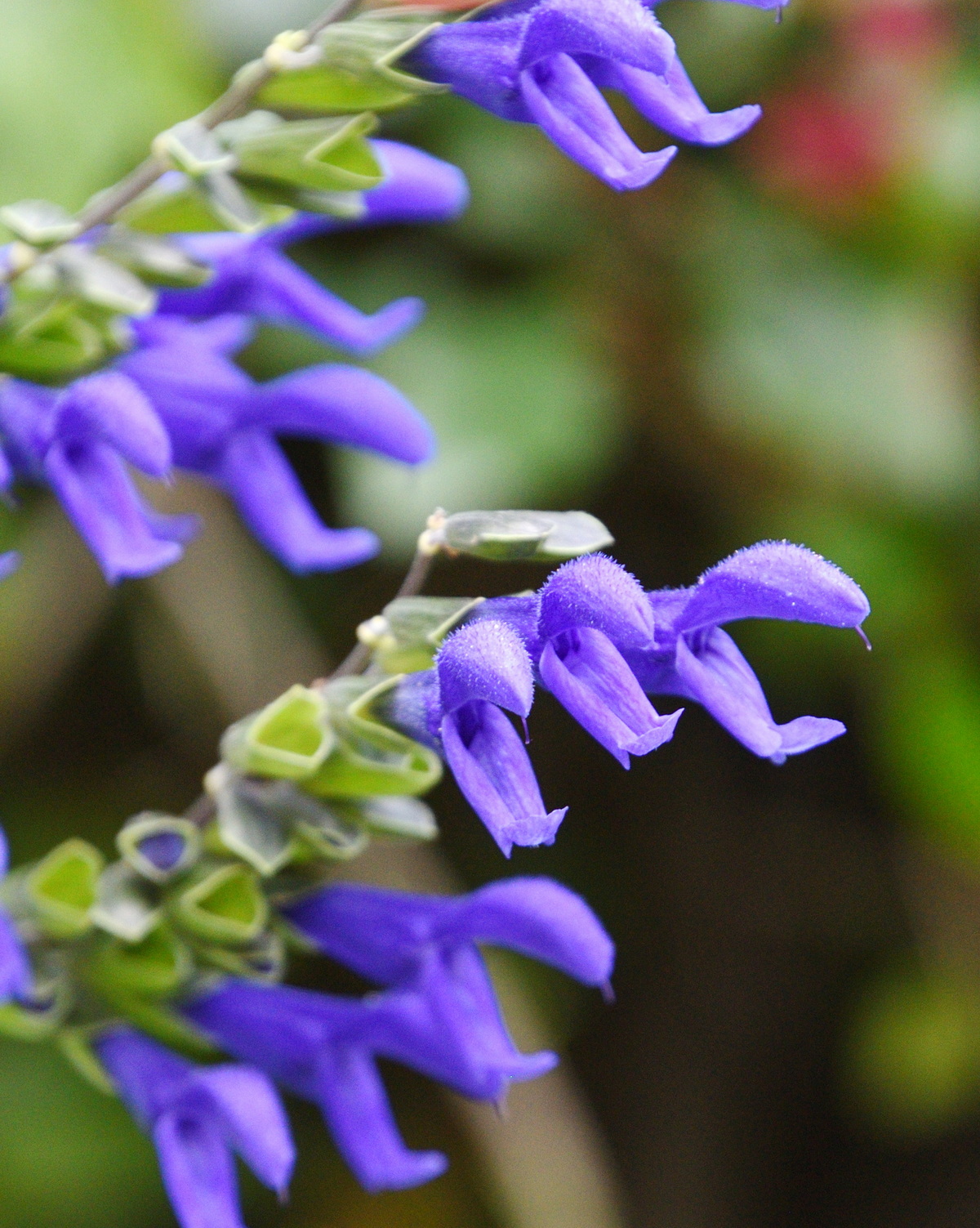𝘚𝘢𝘭𝘷𝘪𝘢 𝘨𝘶𝘢𝘳𝘢𝘯𝘪𝘵𝘪𝘤𝘢 茴香鼠尾草