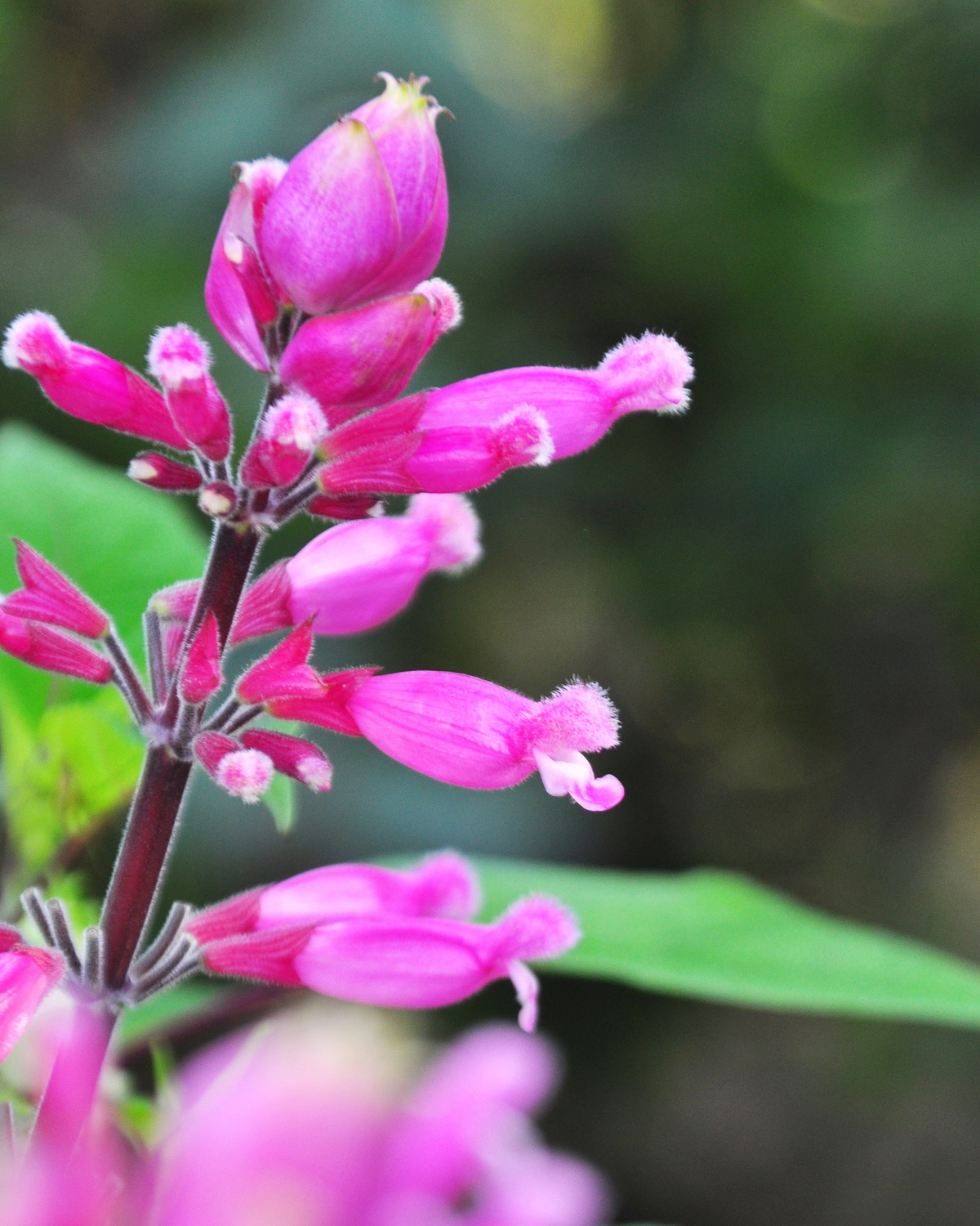 𝘚𝘢𝘭𝘷𝘪𝘢 𝘪𝘯𝘷𝘰𝘭𝘶𝘤𝘳𝘢𝘵𝘢 玫瑰鼠尾草