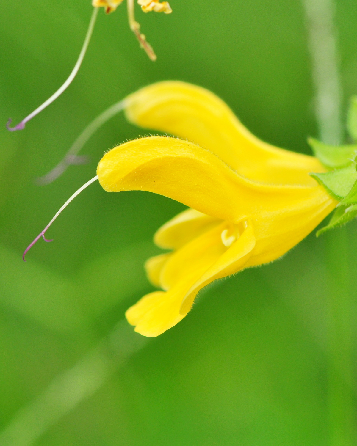 𝘚𝘢𝘭𝘷𝘪𝘢 𝘫𝘢𝘱𝘰𝘯𝘪𝘤𝘢 var. 𝘧𝘰𝘳𝘮𝘰𝘴𝘢𝘯𝘢 黃花鼠尾草