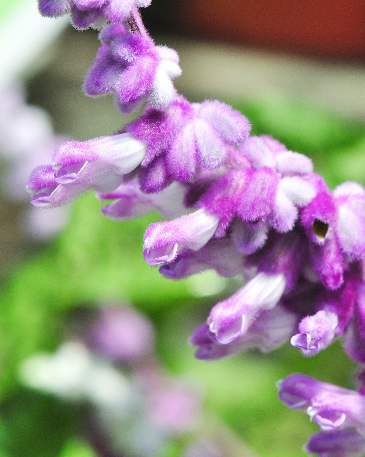 𝘚𝘢𝘭𝘷𝘪𝘢 𝘭𝘦𝘶𝘤𝘢𝘯𝘵𝘩𝘢 墨西哥鼠尾草