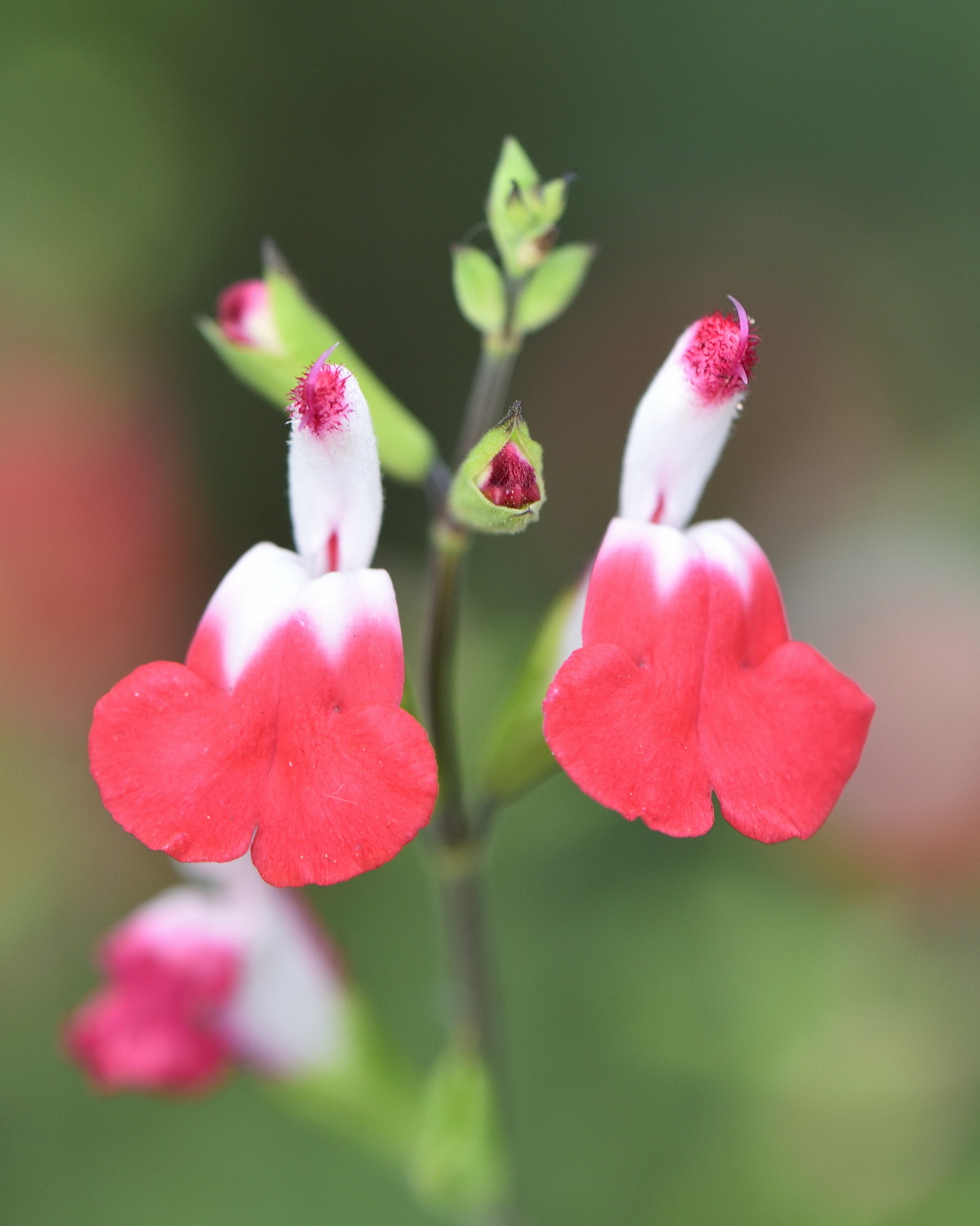 𝘚𝘢𝘭𝘷𝘪𝘢 𝘮𝘪𝘤𝘳𝘰𝘱𝘩𝘺𝘭𝘭𝘢 小葉鼠尾草