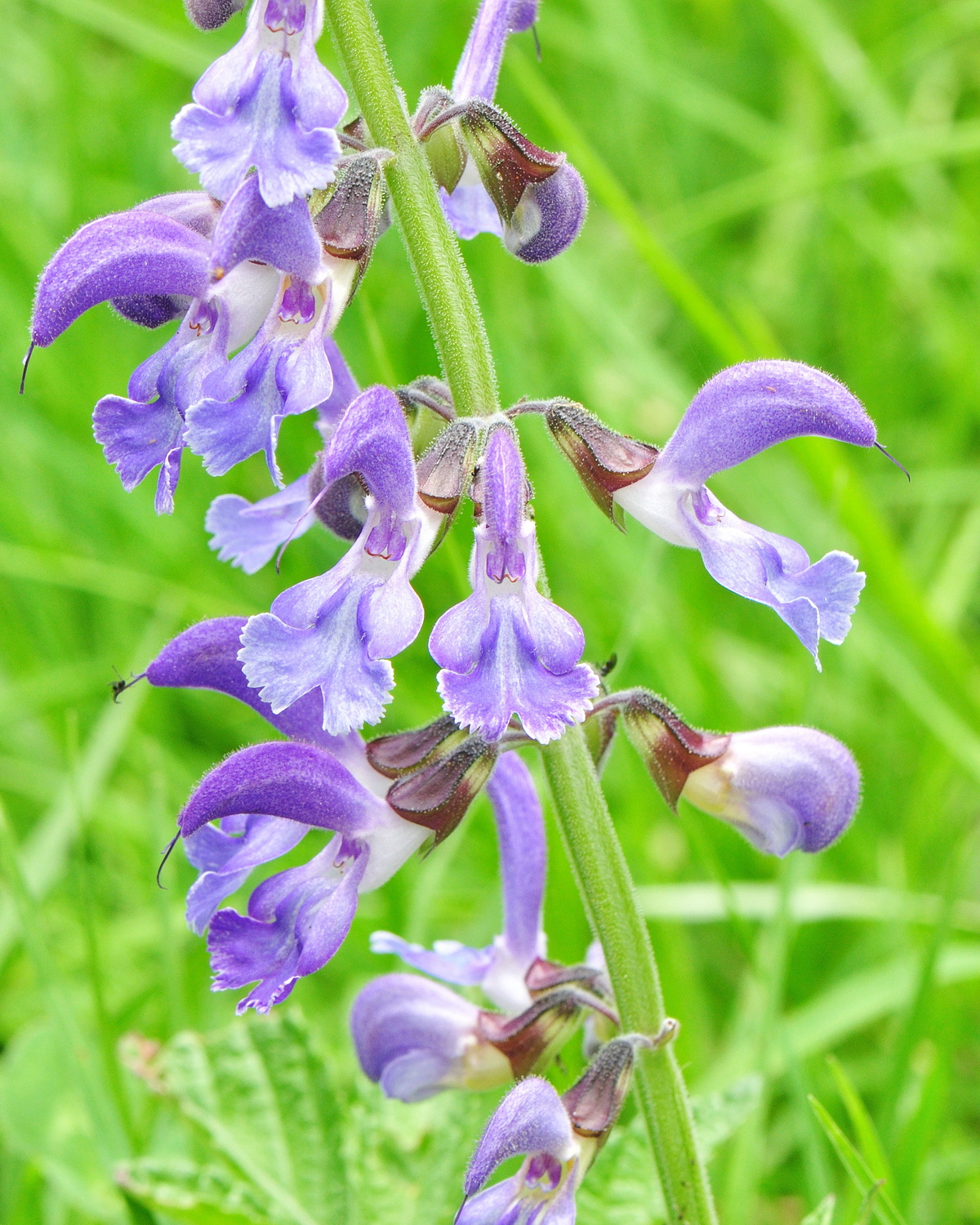 𝘚𝘢𝘭𝘷𝘪𝘢 𝘮𝘪𝘭𝘵𝘪𝘰𝘳𝘳𝘩𝘪𝘻𝘢 丹參