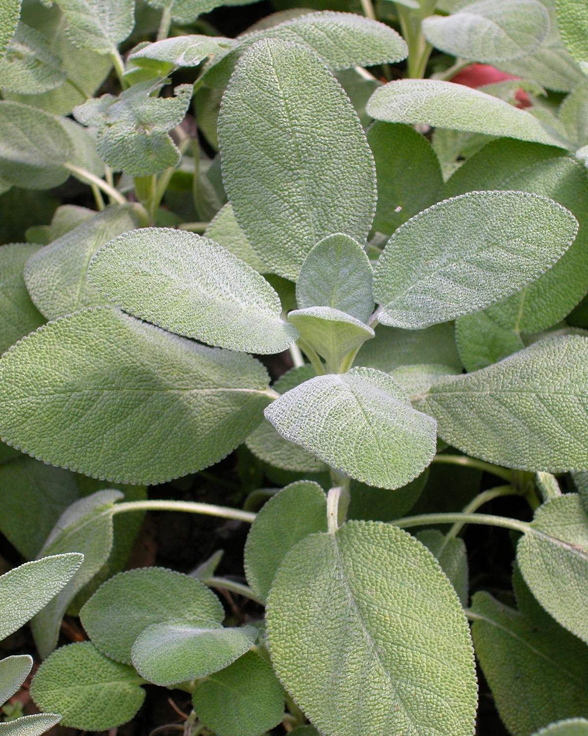 𝘚𝘢𝘭𝘷𝘪𝘢 𝘰𝘧𝘧𝘪𝘤𝘪𝘯𝘢𝘭𝘪𝘴 ‘Berggarten’ 巴格旦鼠尾草