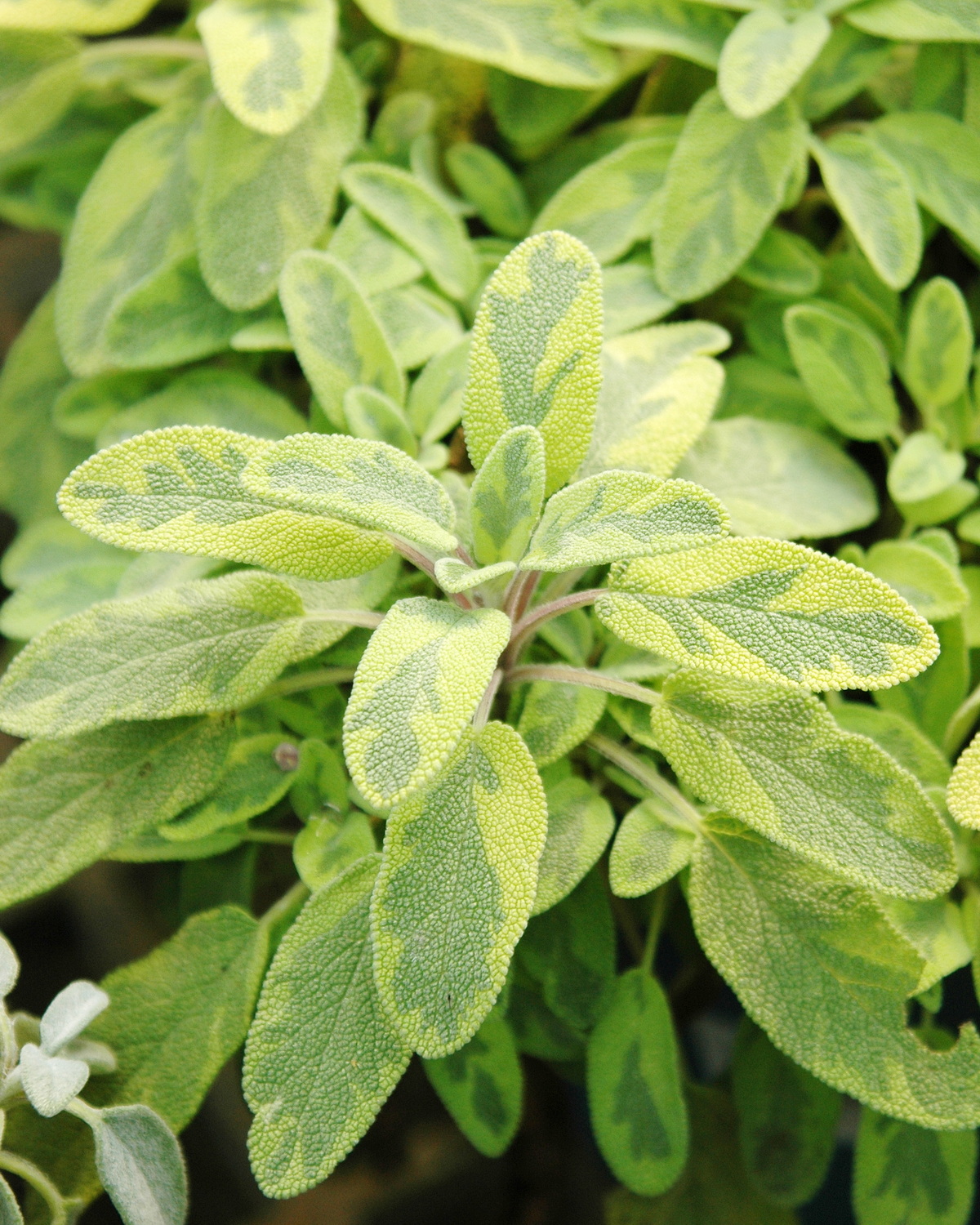 𝘚𝘢𝘭𝘷𝘪𝘢 𝘰𝘧𝘧𝘪𝘤𝘪𝘯𝘢𝘭𝘪𝘴 ‘Icterina’ 黃斑鼠尾草