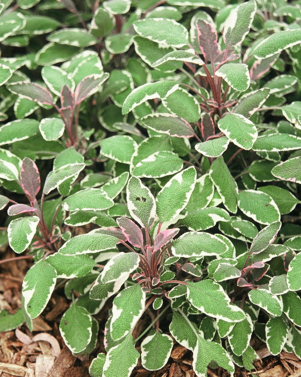 𝘚𝘢𝘭𝘷𝘪𝘢 𝘰𝘧𝘧𝘪𝘤𝘪𝘯𝘢𝘭𝘪𝘴 ‘Tricolor’ 三色藥用鼠尾草