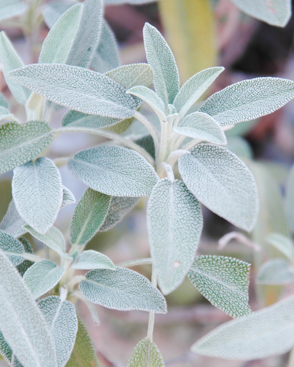 𝘚𝘢𝘭𝘷𝘪𝘢 𝘰𝘧𝘧𝘪𝘤𝘪𝘯𝘢𝘭𝘪𝘴 藥用鼠尾草