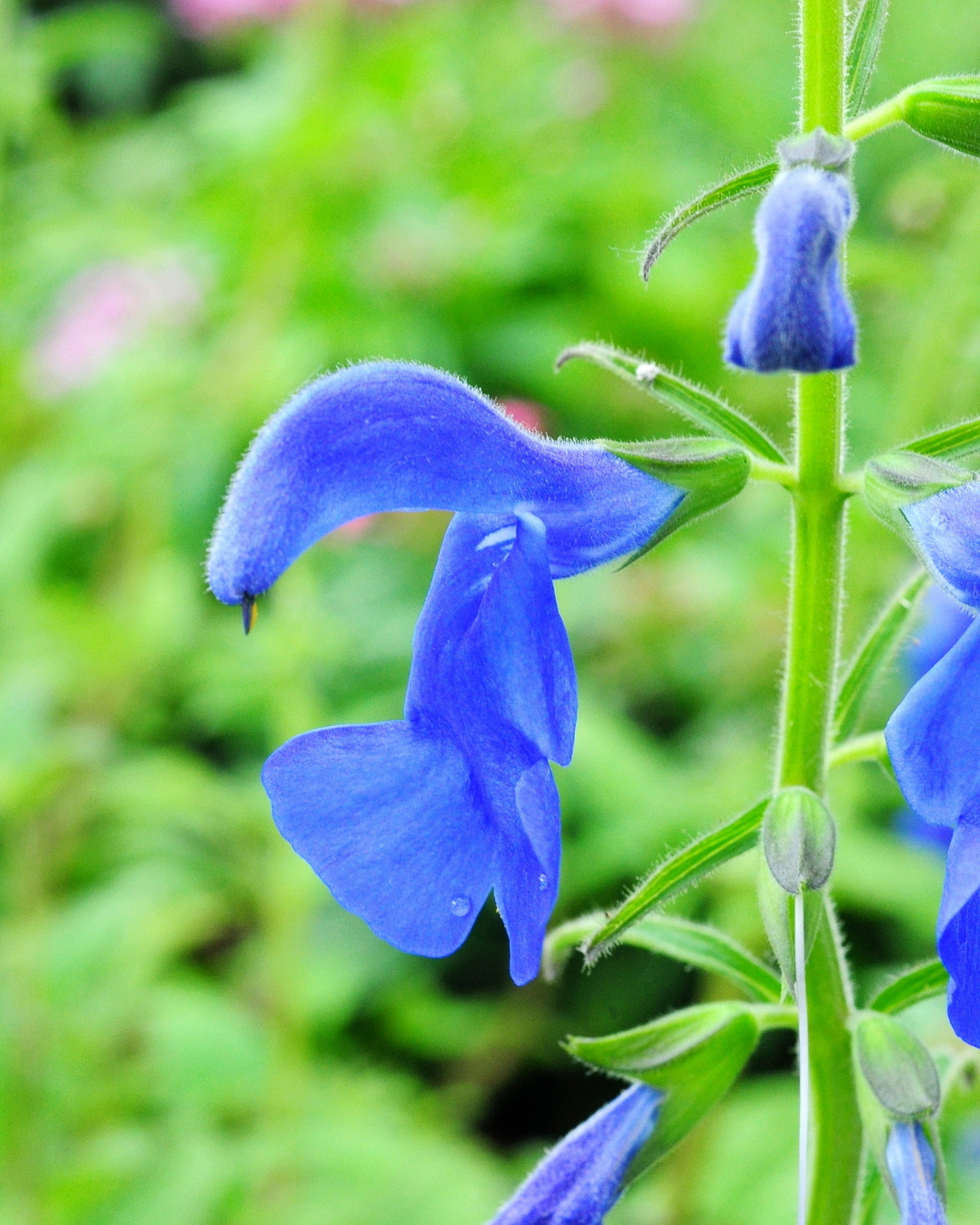 𝘚𝘢𝘭𝘷𝘪𝘢 𝘱𝘢𝘵𝘦𝘯𝘴 龍膽鼠尾草