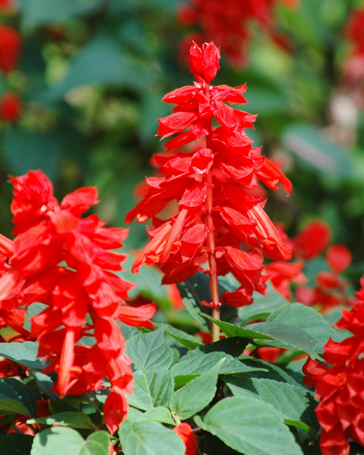 𝘚𝘢𝘭𝘷𝘪𝘢 𝘴𝘱𝘭𝘦𝘯𝘥𝘦𝘯𝘴 一串紅