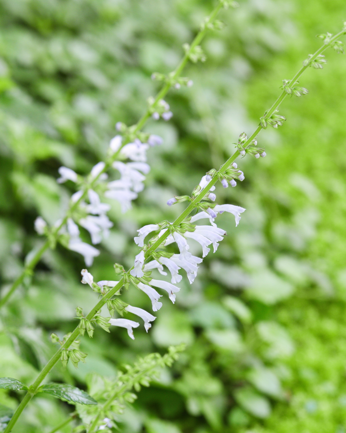 Salvia tashiroi