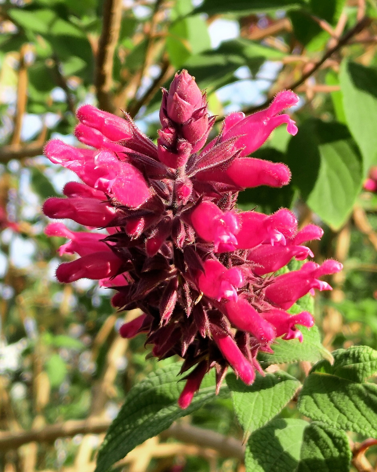 𝘚𝘢𝘭𝘷𝘪𝘢 ‘Timboon’ 廷布恩鼠尾草