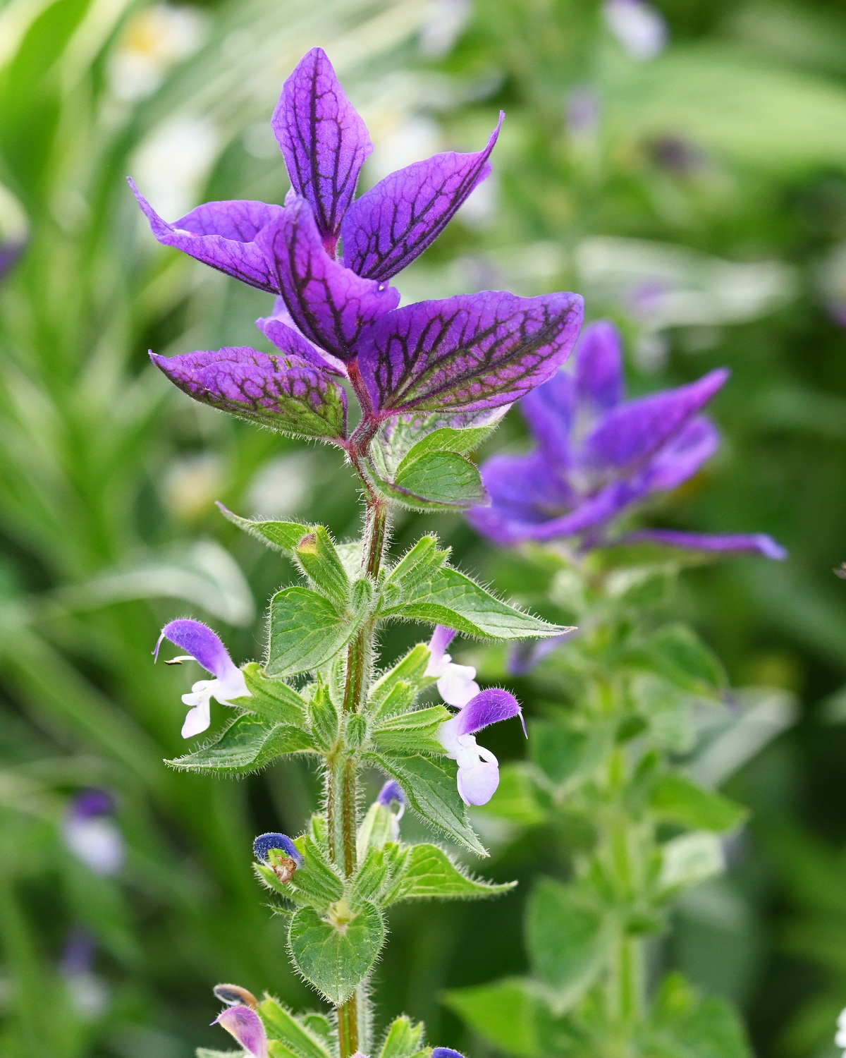 Salvia viridis