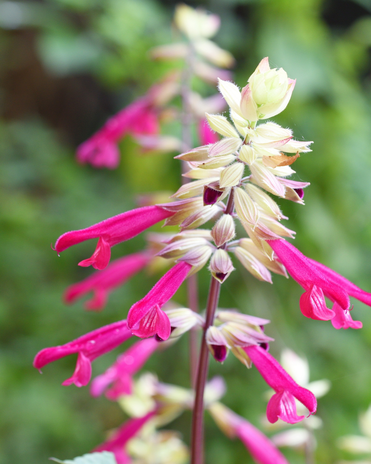 𝘚𝘢𝘭𝘷𝘪𝘢 ‘Wish’ series 希望鼠尾草