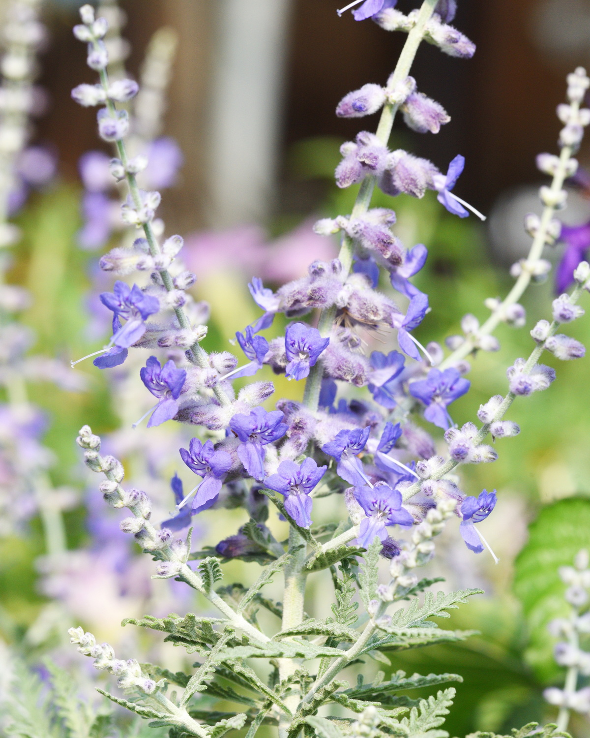 Salvia yangii
