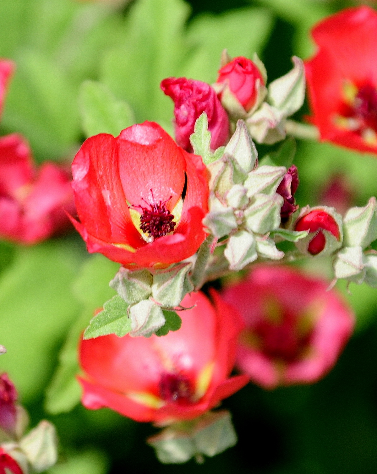 𝘚𝘱𝘩𝘢𝘦𝘳𝘢𝘭𝘤𝘦𝘢 ‘Newleaze Coral’ 珊瑚球葵