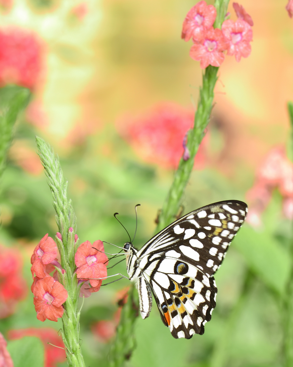 𝘚𝘵𝘢𝘤𝘩𝘺𝘵𝘢𝘳𝘱𝘩𝘦𝘵𝘢 𝘮𝘶𝘵𝘢𝘣𝘪𝘭𝘪𝘴 變色長穗木