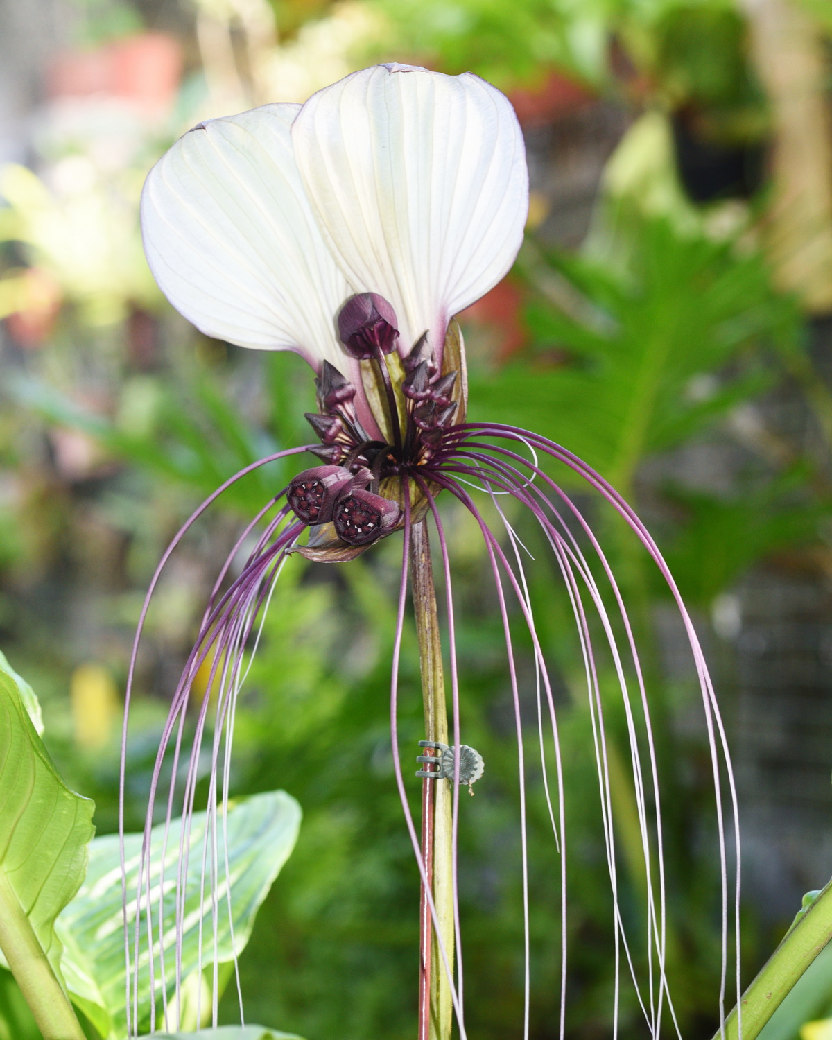 𝘛𝘢𝘤𝘤𝘢 𝘪𝘯𝘵𝘦𝘨𝘳𝘪𝘧𝘰𝘭𝘪𝘢 絲鬚蒟蒻薯