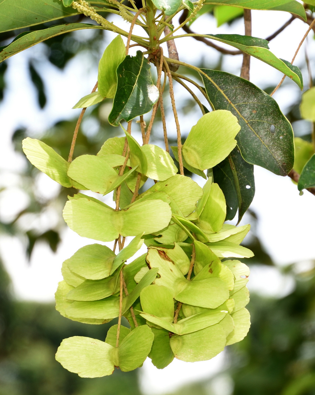 𝘛𝘦𝘳𝘮𝘪𝘯𝘢𝘭𝘪𝘢 𝘤𝘢𝘭𝘢𝘮𝘢𝘯𝘴𝘢𝘯𝘢𝘪 馬尼拉欖仁