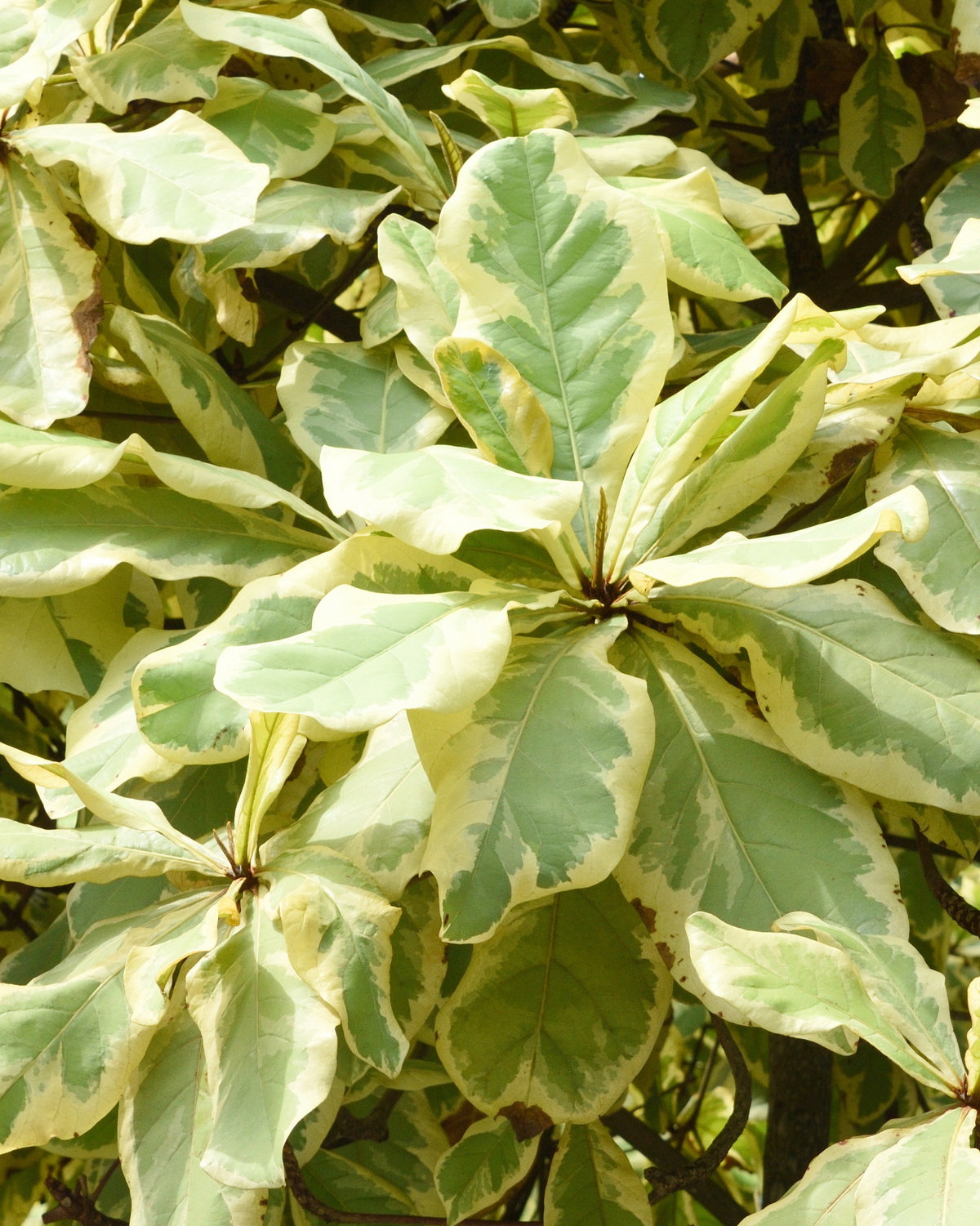 𝘛𝘦𝘳𝘮𝘪𝘯𝘢𝘭𝘪𝘢 𝘤𝘢𝘵𝘢𝘱𝘱𝘢 ‘Variegata’ 斑葉欖仁