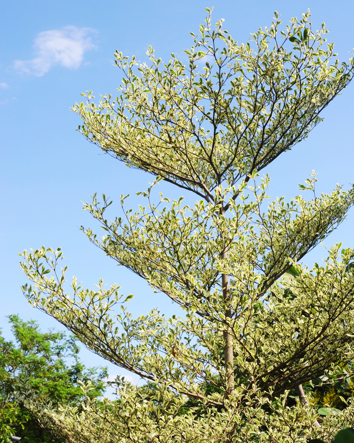 𝘛𝘦𝘳𝘮𝘪𝘯𝘢𝘭𝘪𝘢 𝘮𝘢𝘯𝘵𝘢𝘭𝘺 ‘Tricolor’ 斑葉小葉欖仁