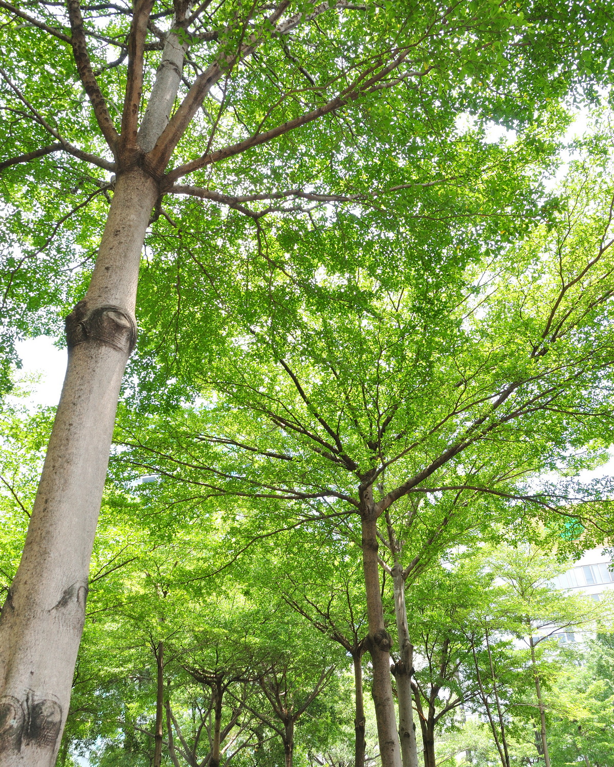 𝘛𝘦𝘳𝘮𝘪𝘯𝘢𝘭𝘪𝘢 𝘮𝘢𝘯𝘵𝘢𝘭𝘺 小葉欖仁