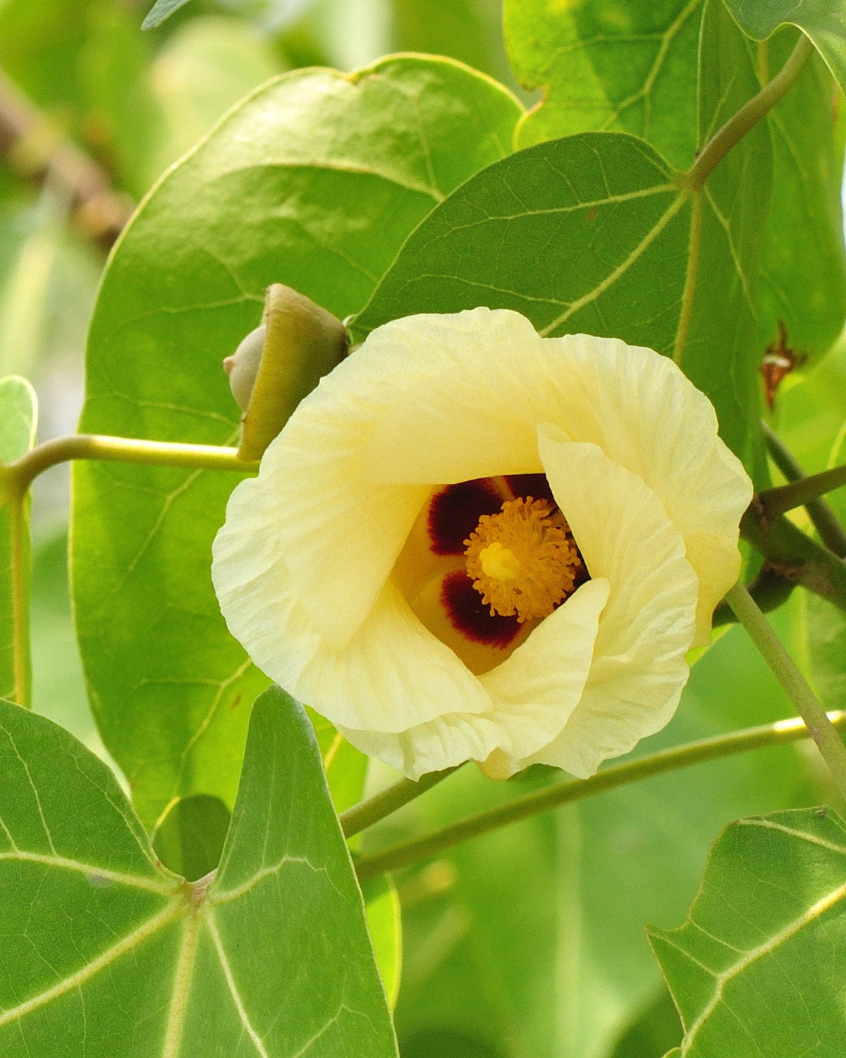 𝘛𝘩𝘦𝘴𝘱𝘦𝘴𝘪𝘢 𝘱𝘰𝘱𝘶𝘭𝘯𝘦𝘢 繖楊