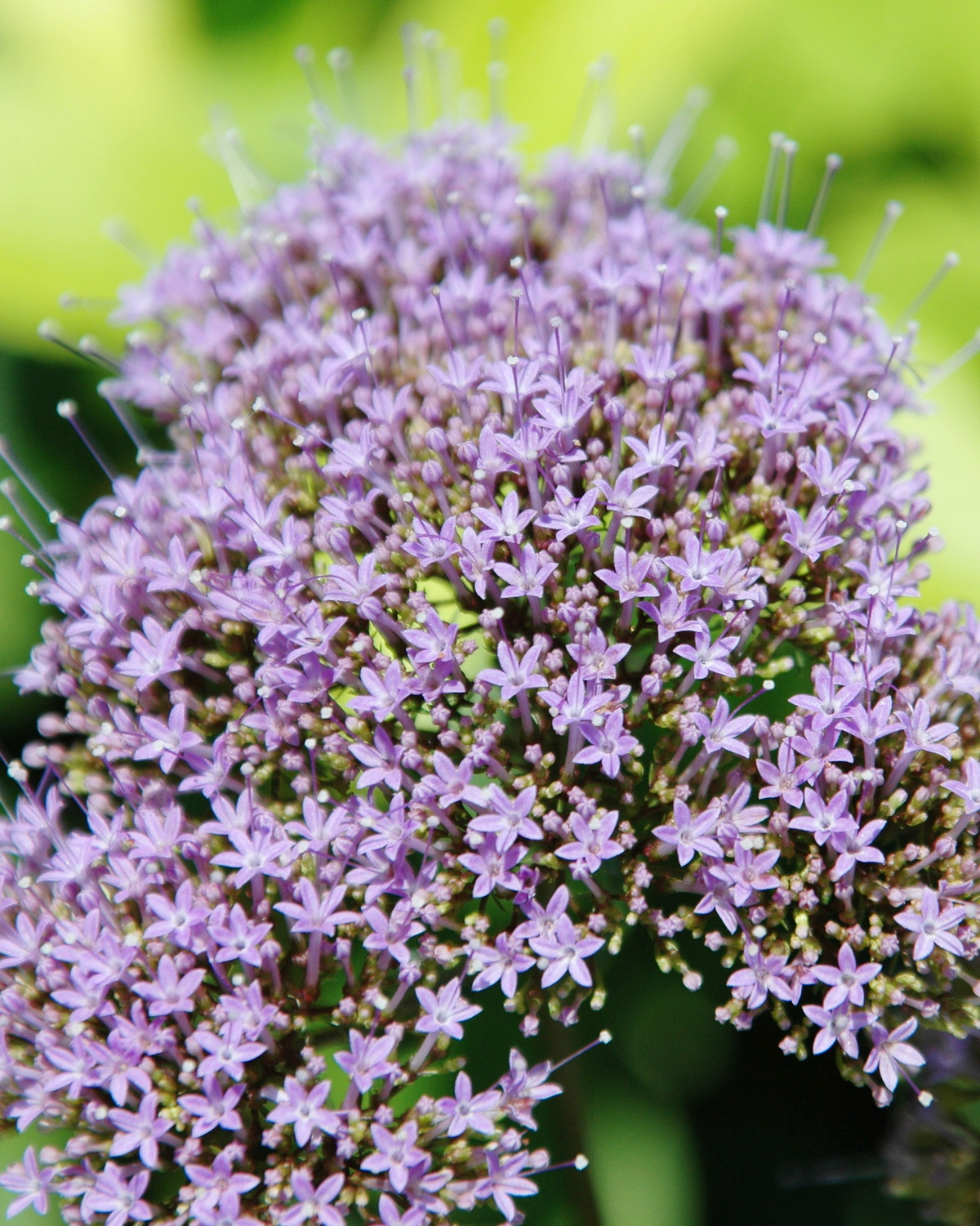 Trachelium caeruleum