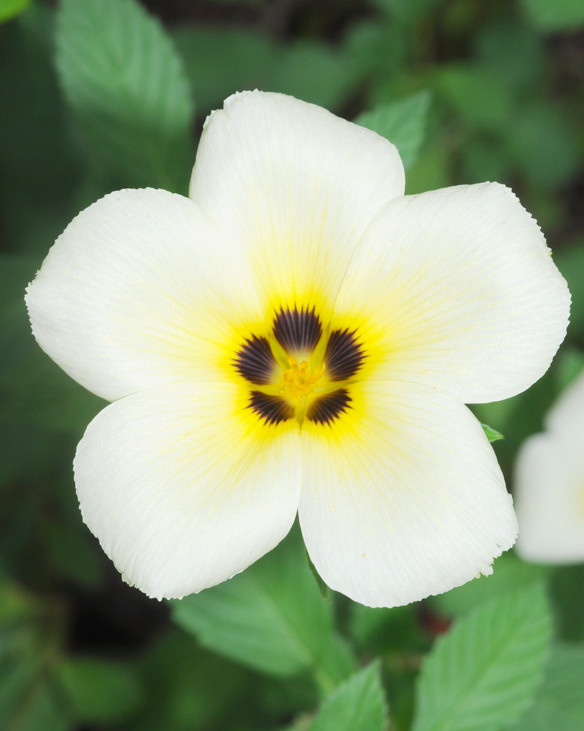 𝘛𝘶𝘳𝘯𝘦𝘳𝘢 𝘴𝘶𝘣𝘶𝘭𝘢𝘵𝘢 白時鐘花