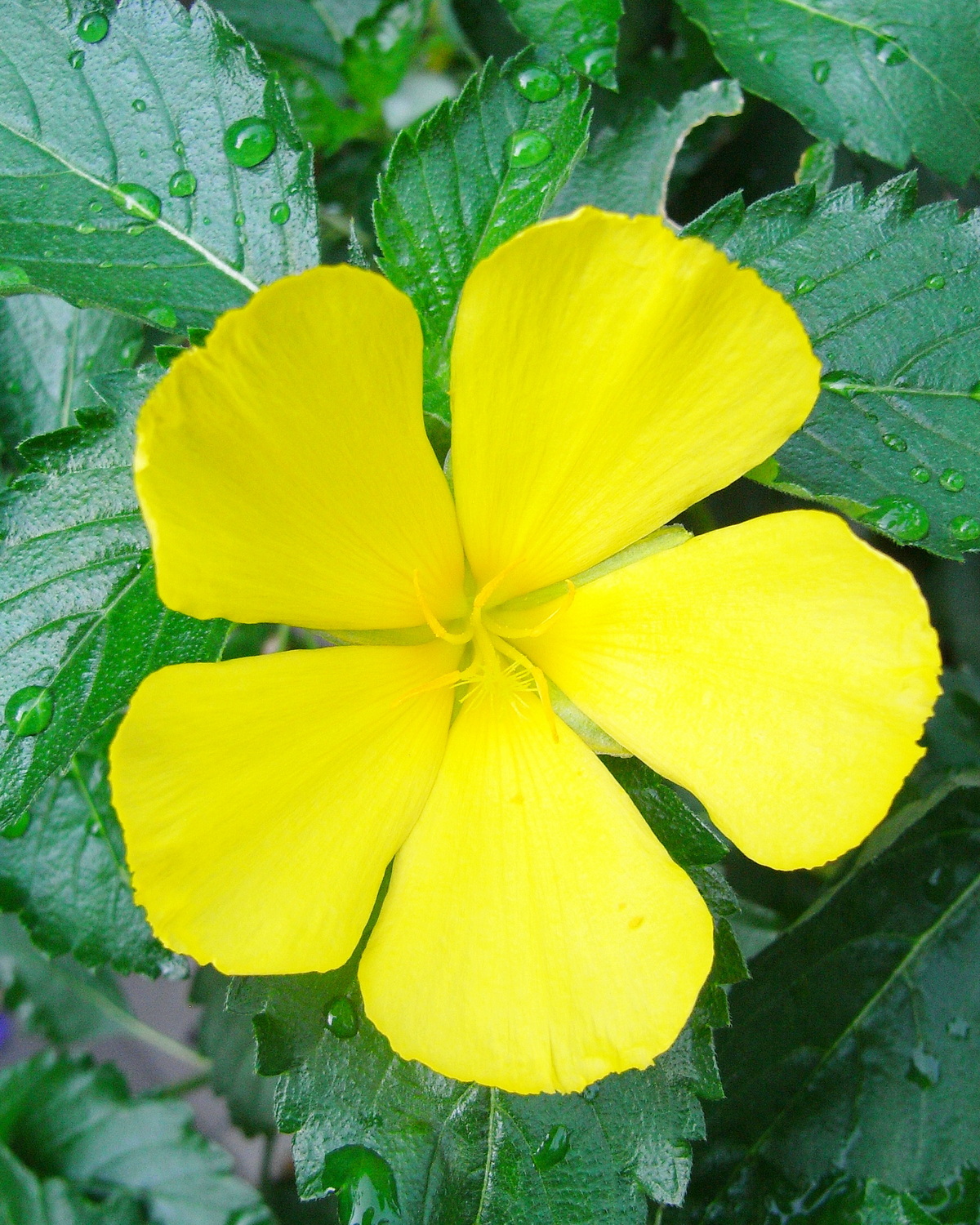 Turnera ulmifolia
