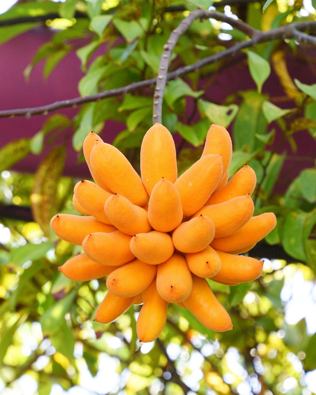 𝘜𝘷𝘢𝘳𝘪𝘢 𝘨𝘳𝘢𝘯𝘥𝘪𝘧𝘭𝘰𝘳𝘢 大花紫玉盤