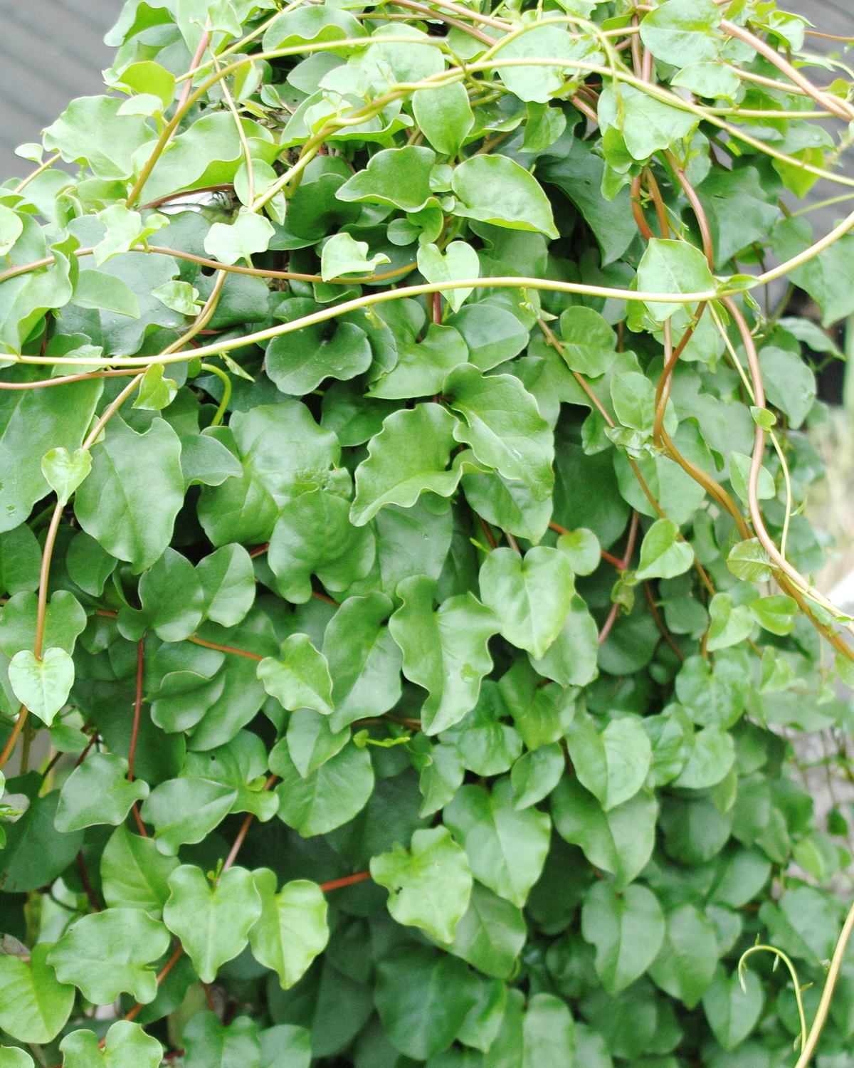 Anredera cordifolia