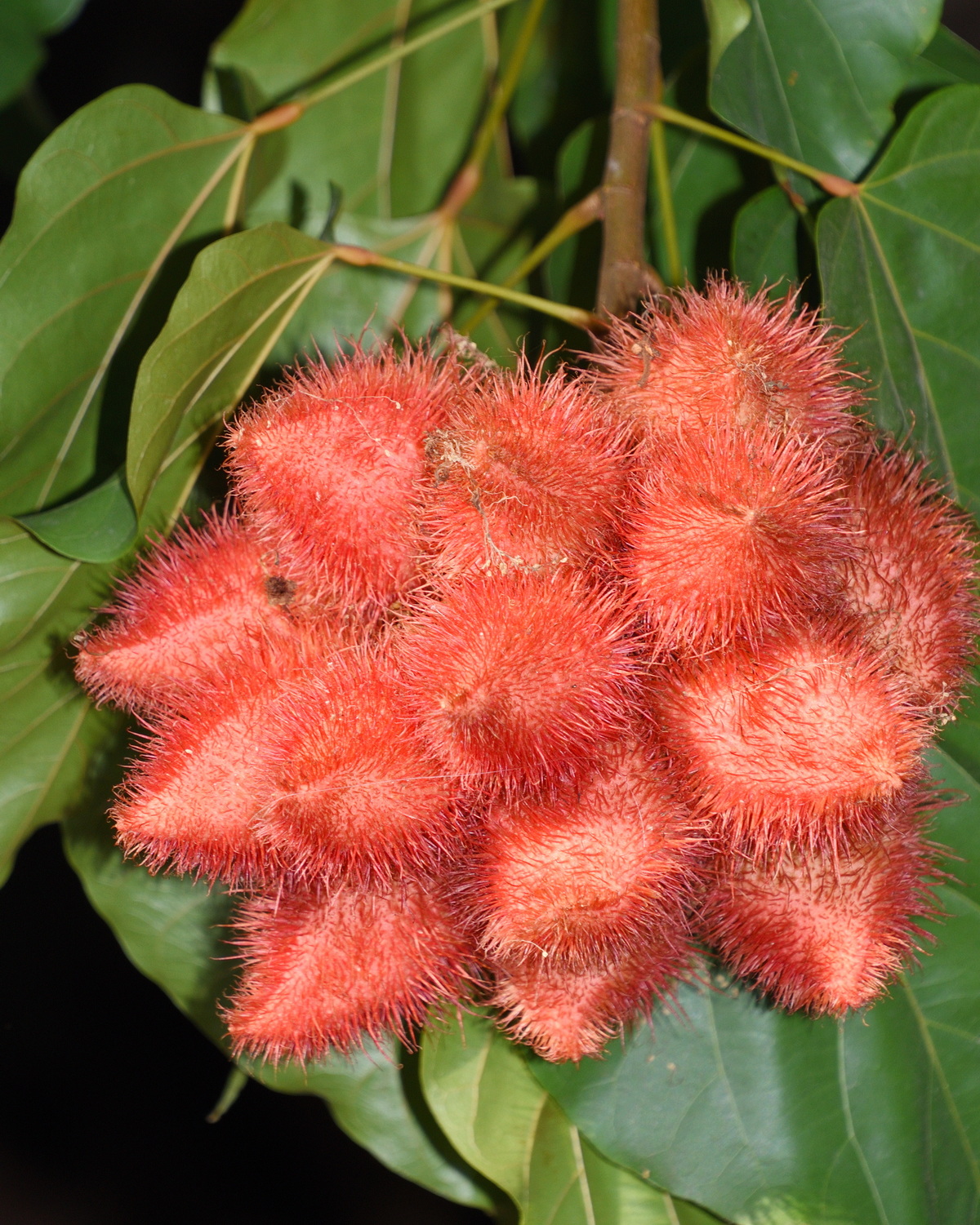 𝘉𝘪𝘹𝘢 𝘰𝘳𝘦𝘭𝘭𝘢𝘯𝘢 胭脂樹