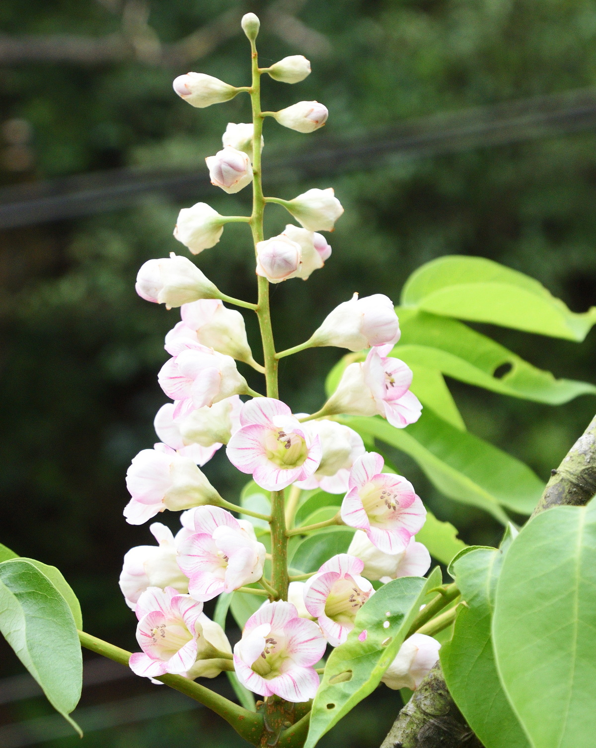 Bretschneidera sinensis