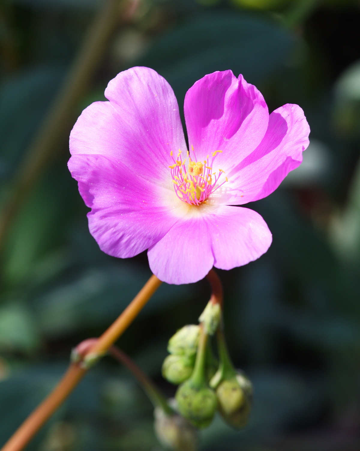Cistanthe grandiflora
