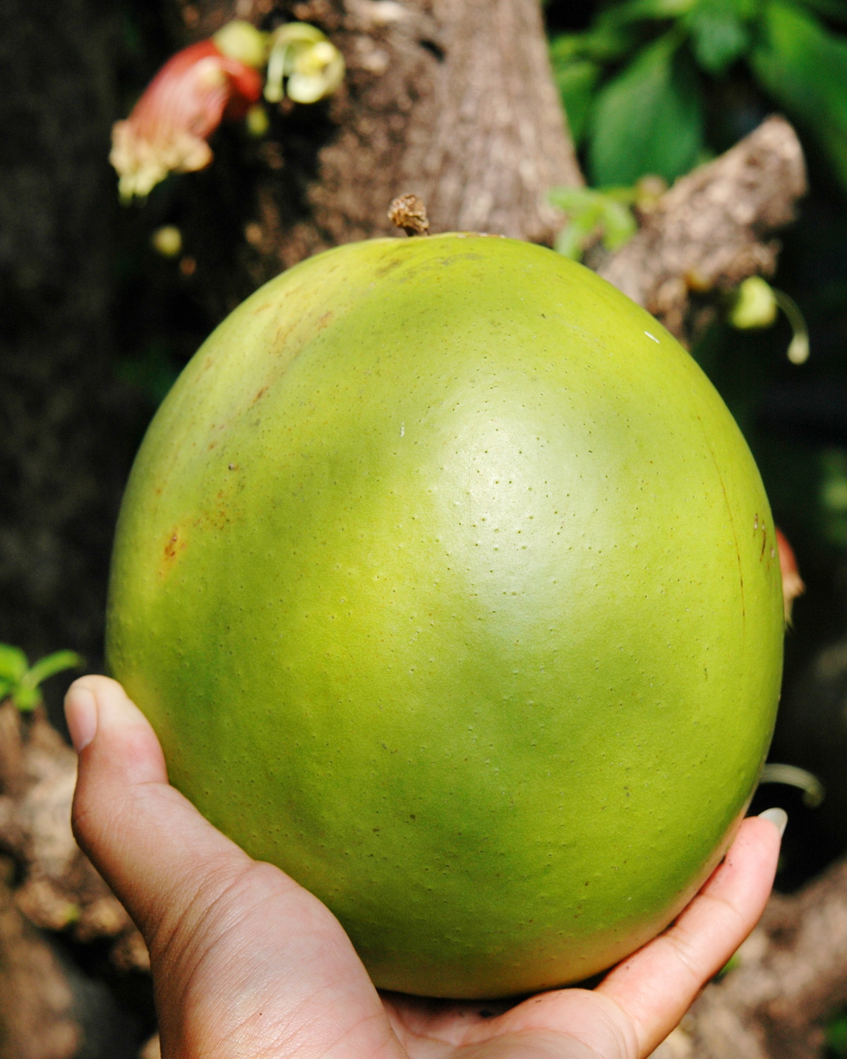 𝘊𝘳𝘦𝘴𝘤𝘦𝘯𝘵𝘪𝘢 𝘢𝘭𝘢𝘵𝘢 十字葉蒲瓜樹