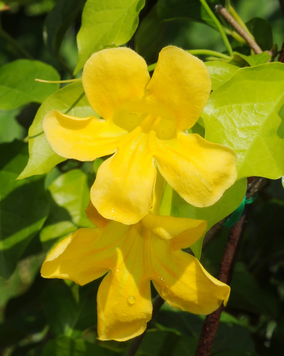 Dolichandra unguis-cati