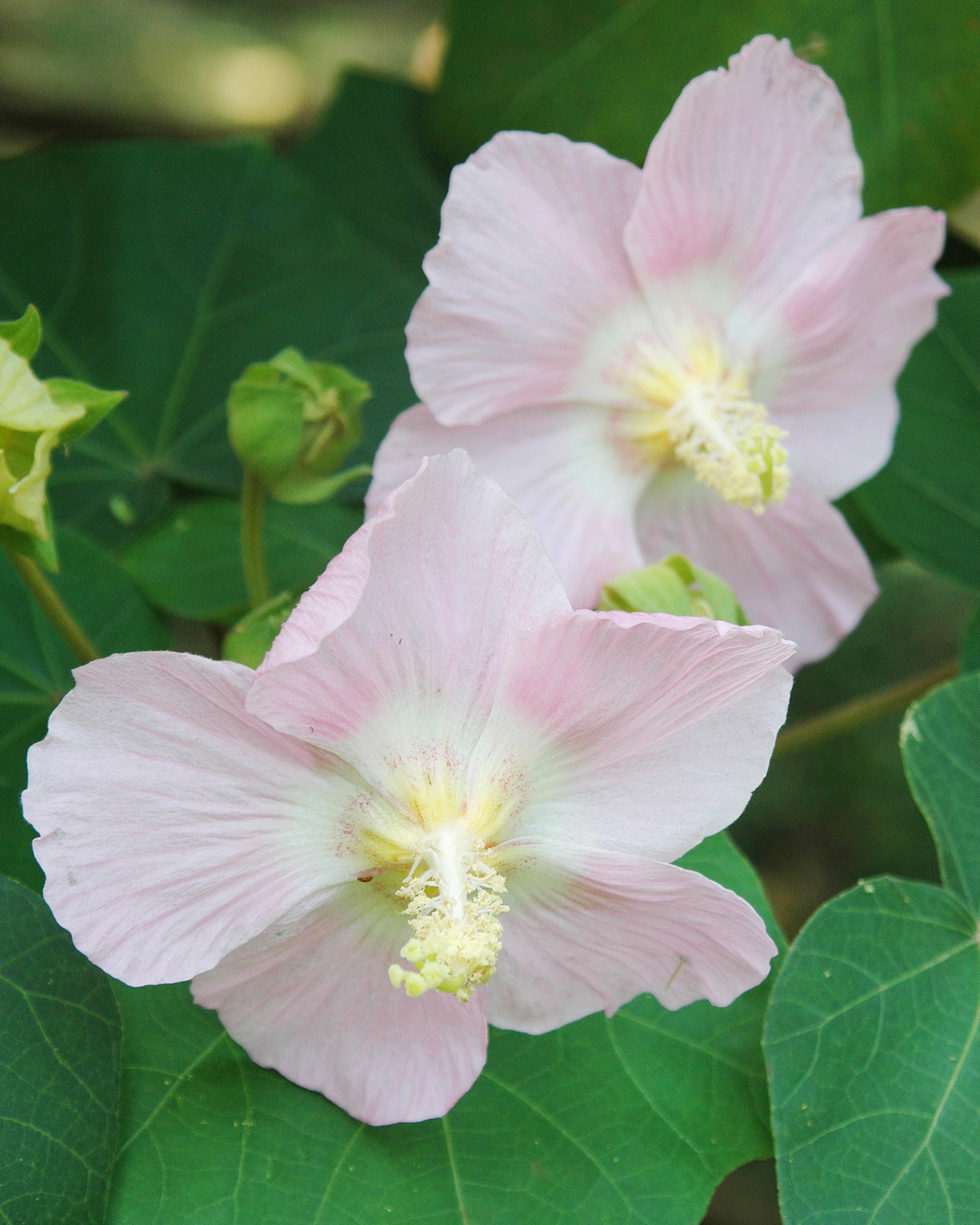 𝘏𝘪𝘣𝘪𝘴𝘤𝘶𝘴 𝘪𝘯𝘥𝘪𝘤𝘶𝘴 var. 𝘪𝘯𝘵𝘦𝘨𝘳𝘪𝘭𝘰𝘣𝘶𝘴 全緣葉美麗芙蓉