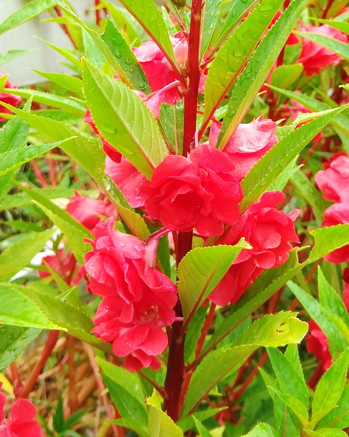 𝘐𝘮𝘱𝘢𝘵𝘪𝘦𝘯𝘴 𝘣𝘢𝘭𝘴𝘢𝘮𝘪𝘯𝘢 ‘Camellia Flower’ 重瓣鳳仙花
