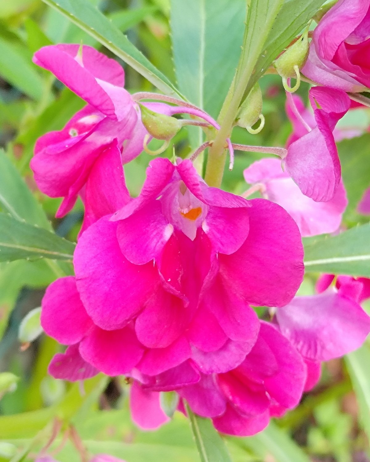 𝘐𝘮𝘱𝘢𝘵𝘪𝘦𝘯𝘴 𝘣𝘢𝘭𝘴𝘢𝘮𝘪𝘯𝘢 鳳仙花