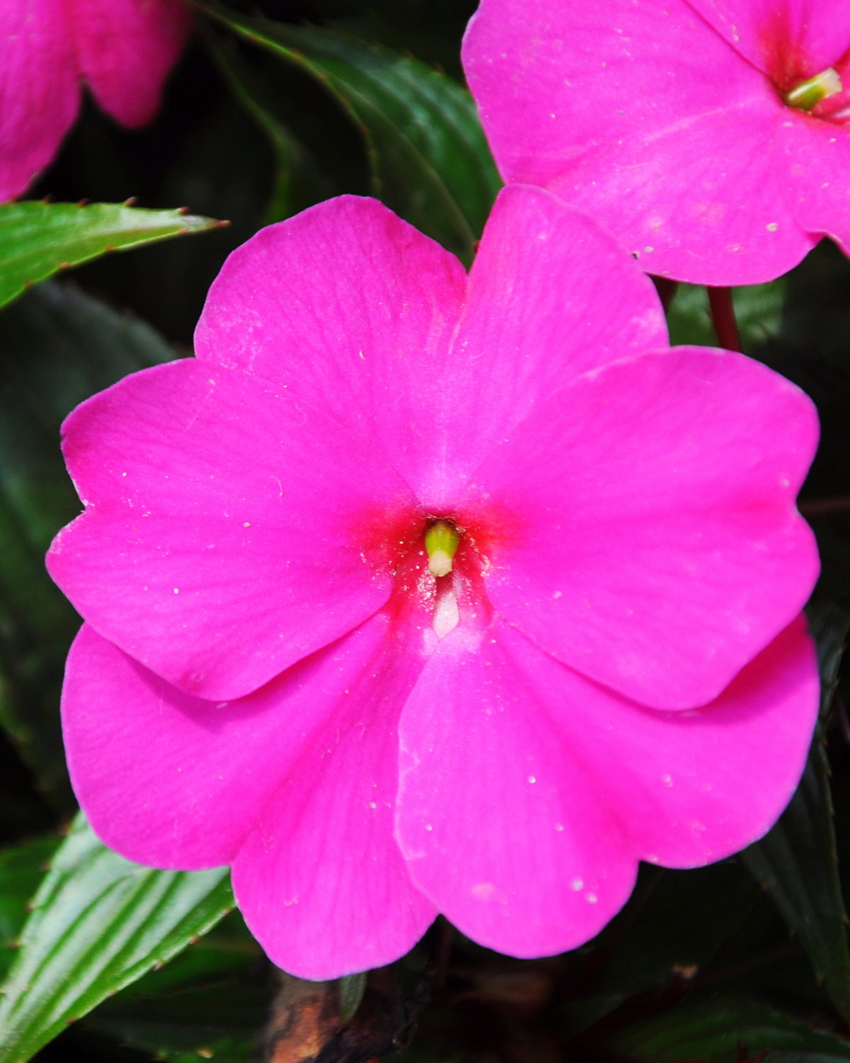 𝘐𝘮𝘱𝘢𝘵𝘪𝘦𝘯𝘴 𝘩𝘢𝘸𝘬𝘦𝘳𝘪 新幾內亞鳳仙花