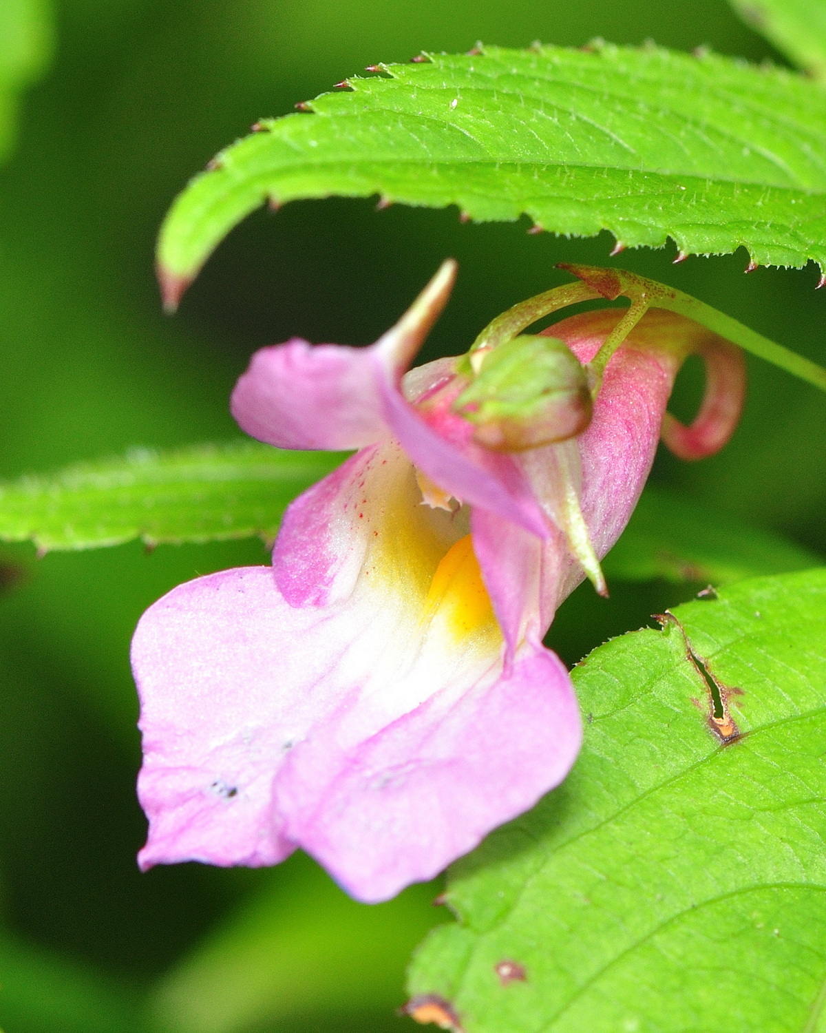𝘐𝘮𝘱𝘢𝘵𝘪𝘦𝘯𝘴 𝘶𝘯𝘪𝘧𝘭𝘰𝘳𝘢 紫花鳳仙花