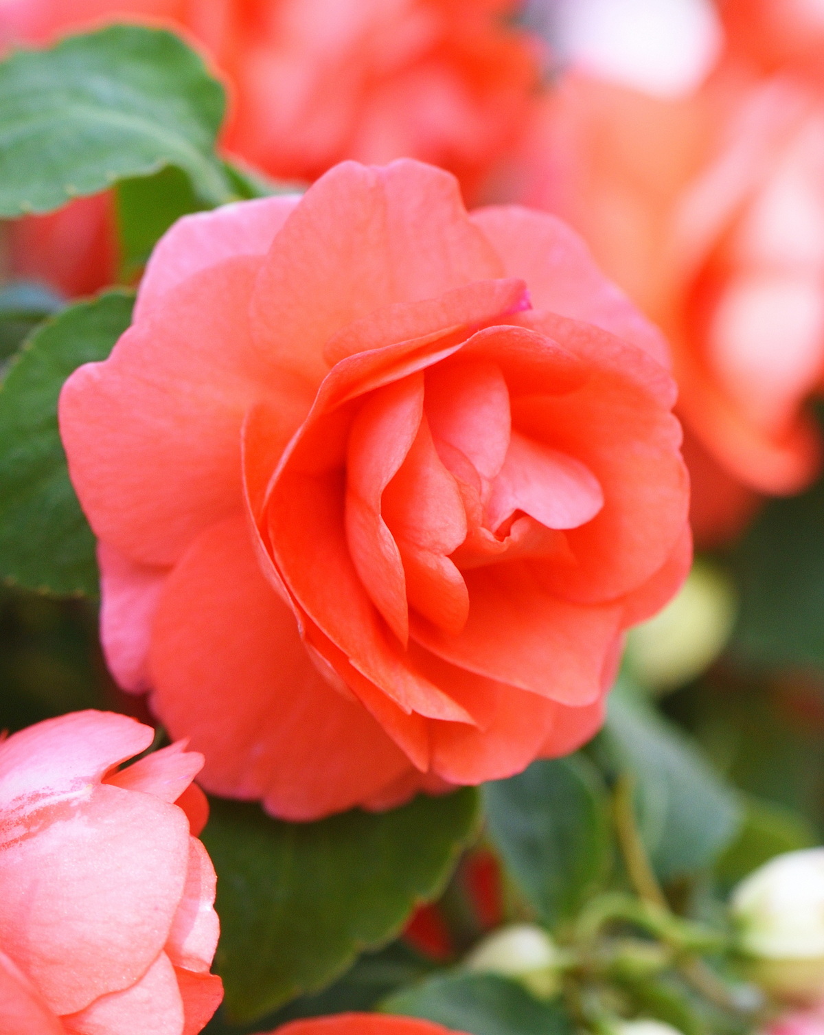 𝘐𝘮𝘱𝘢𝘵𝘪𝘦𝘯𝘴 𝘸𝘢𝘭𝘭𝘦𝘳𝘪𝘢𝘯𝘢 ‘Double’ 玫瑰鳳仙花