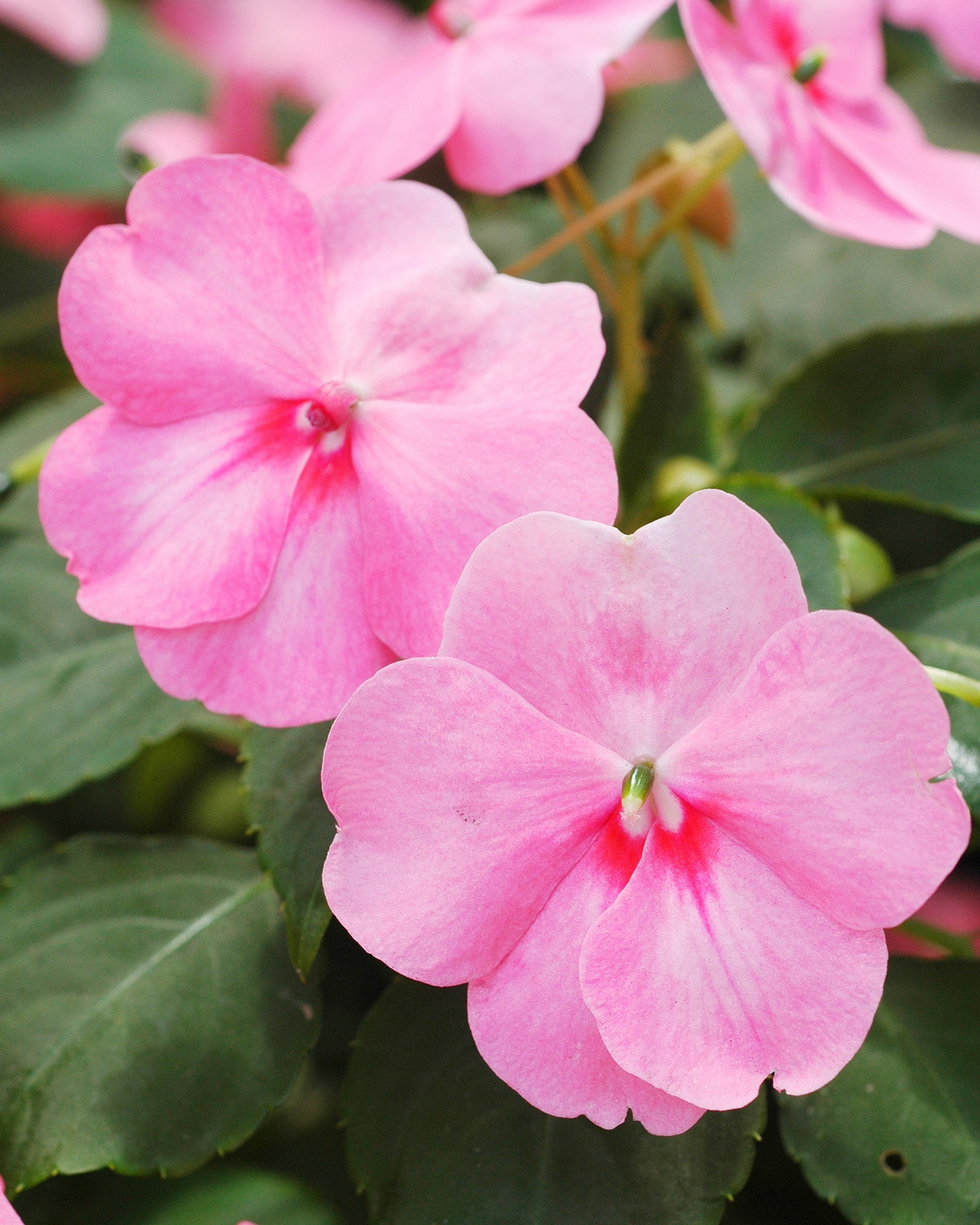 Impatiens walleriana