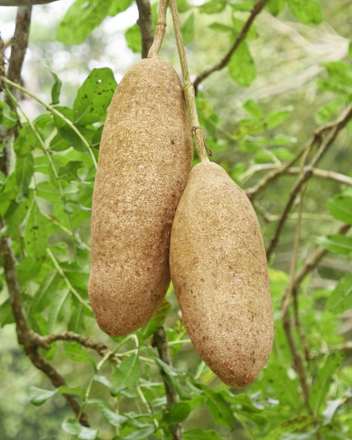 𝘒𝘪𝘨𝘦𝘭𝘪𝘢 𝘢𝘧𝘳𝘪𝘤𝘢𝘯𝘢 臘腸樹