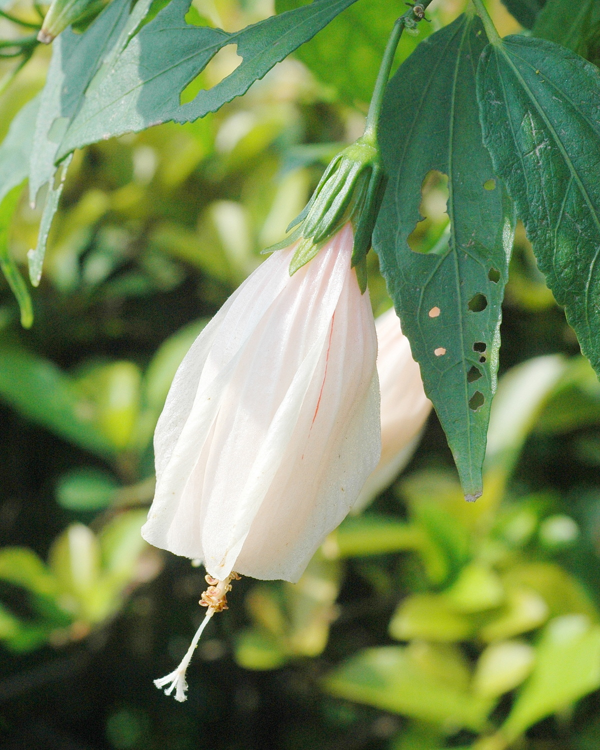 𝘔𝘢𝘭𝘷𝘢𝘷𝘪𝘴𝘤𝘶𝘴 𝘱𝘦𝘯𝘥𝘶𝘭𝘪𝘧𝘭𝘰𝘳𝘶𝘴 ‘Rosea’ 粉紅南美朱槿