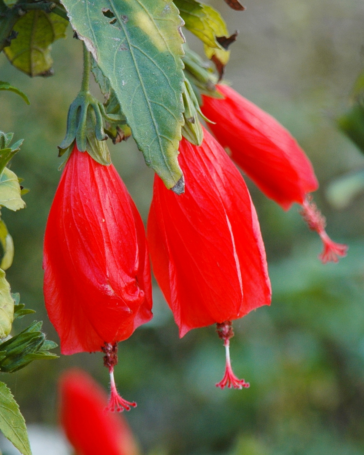 𝘔𝘢𝘭𝘷𝘢𝘷𝘪𝘴𝘤𝘶𝘴 𝘱𝘦𝘯𝘥𝘶𝘭𝘪𝘧𝘭𝘰𝘳𝘶𝘴 南美朱槿