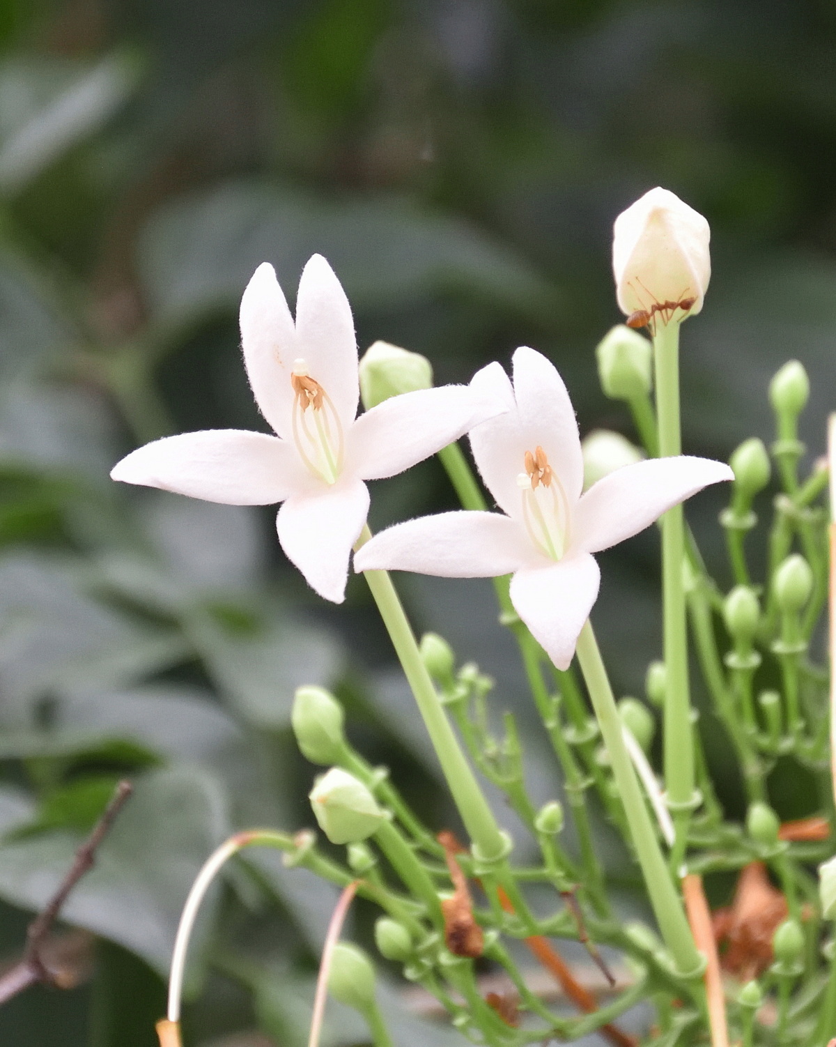 Millingtonia hortensis