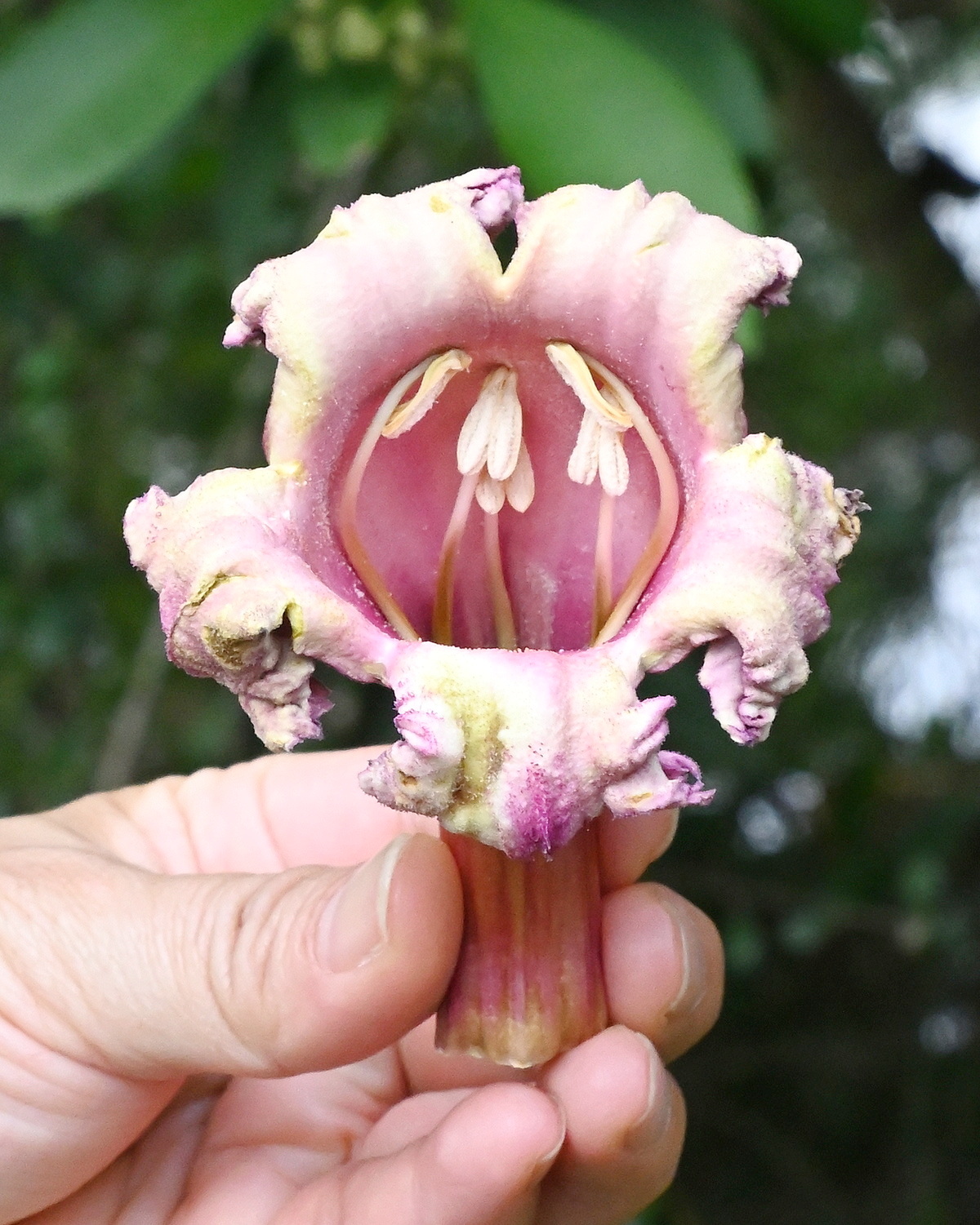 Oroxylum indicum