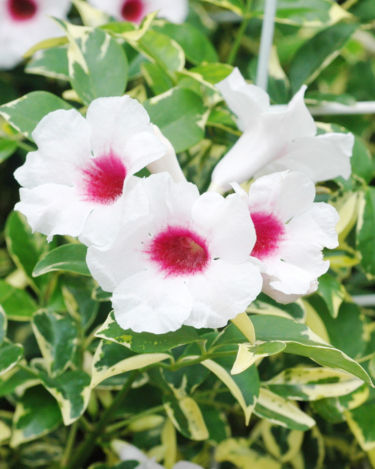 𝘗𝘢𝘯𝘥𝘰𝘳𝘦𝘢 𝘫𝘢𝘴𝘮𝘪𝘯𝘰𝘪𝘥𝘦𝘴 ‘Variegata’ 斑葉馨葳